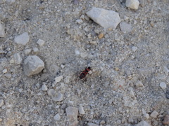 Horvathiolus guttatus