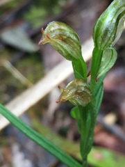 Pterostylis melagramma