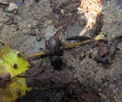 Mecodema sculpturatum