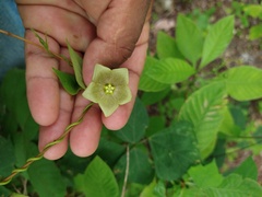 Dictyanthus asper