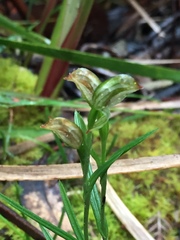 Pterostylis melagramma