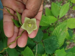 Dictyanthus asper