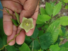 Dictyanthus asper