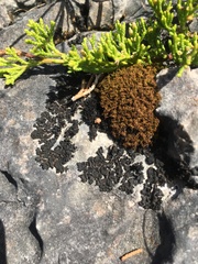 Lathagrium undulatum