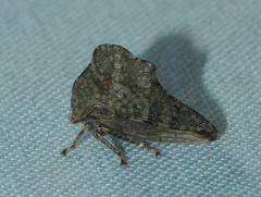 Heliria cornutula