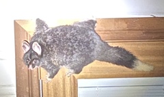 Trichosurus vulpecula hypoleucus