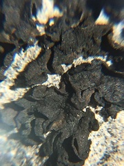 Lathagrium undulatum