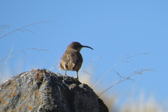 Upucerthia validirostris