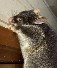 Trichosurus vulpecula hypoleucus