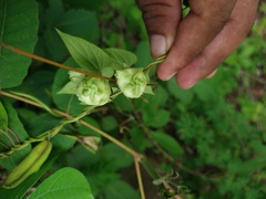 Dictyanthus asper