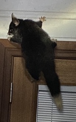 Trichosurus vulpecula hypoleucus