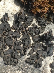 Lathagrium undulatum