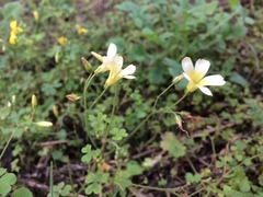 Oxalis niederleinii