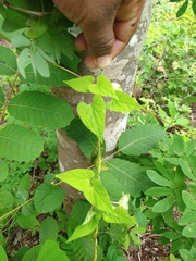 Dictyanthus asper