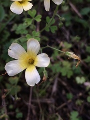 Oxalis niederleinii