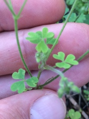 Oxalis niederleinii