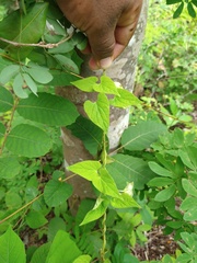 Dictyanthus asper