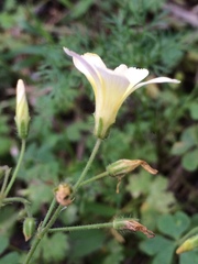 Oxalis niederleinii
