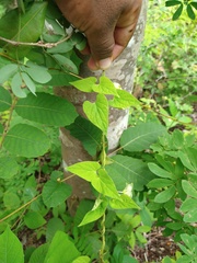 Dictyanthus asper
