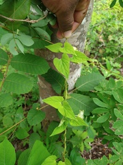 Dictyanthus asper
