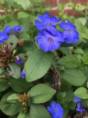 Omphalodes