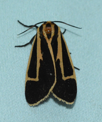 Apantesis vittata
