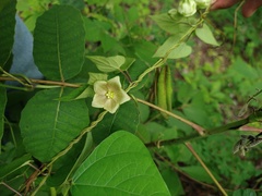Dictyanthus asper