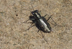 Eunota severa