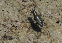 Eunota severa