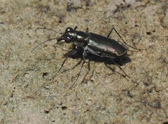 Eunota severa