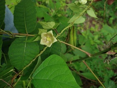 Dictyanthus asper