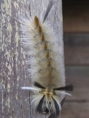 Halysidota tessellaris
