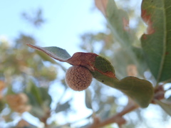 Cynips multipunctata