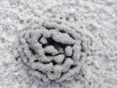 Solenopsis pergandei