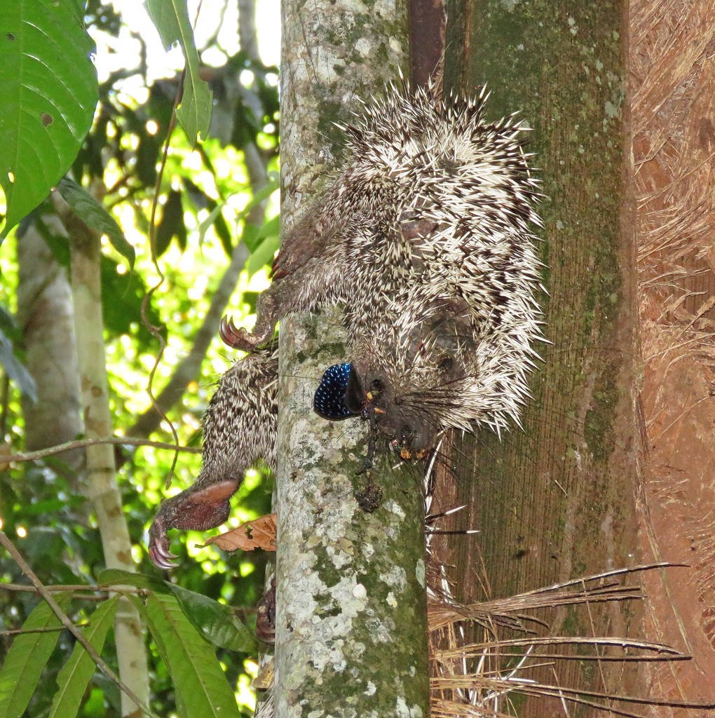 Amazonian Long-tailed Porcupine