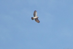 Rupornis magnirostris