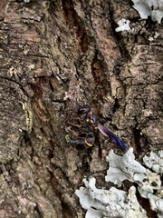 Parancistrocerus histrio