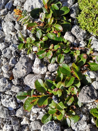 Image of Salix jejuna by (c) Todd Boland, some rights reserved (CC BY)