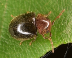 Tricorynus dichrous