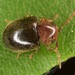 Tricorynus - Photo (c) skitterbug,  זכויות יוצרים חלקיות (CC BY), הועלה על ידי skitterbug