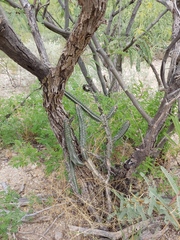 Peniocereus greggii greggii