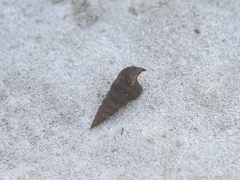 Cerithideopsis