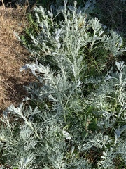 Artemisia maritima