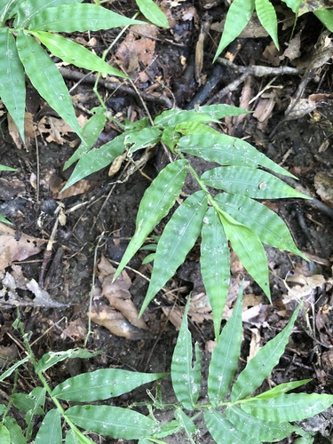 Oplismenus undulatifolius iNat (1)