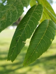 Juglans