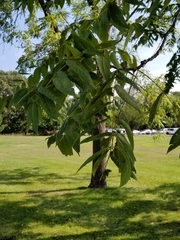 Juglans