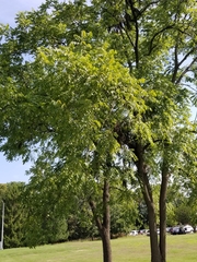 Juglans