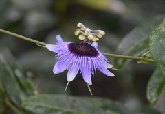 Passiflora amethystina