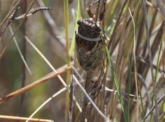 Diceroprocta marevagans