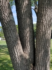 Juglans